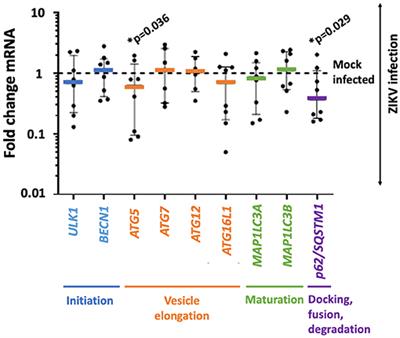 Placental Autophagy and Viral Replication Co-localize in Human and Non-human Primate Placentae Following Zika Virus Infection: Implications for Therapeutic Interventions